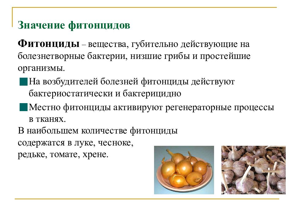 Влияние фитонцидов на сохранность пищевых продуктов проект