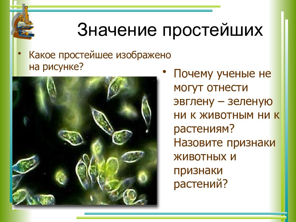 Какие признаки позволяют отнести изображенные на рисунке организмы к царству животные