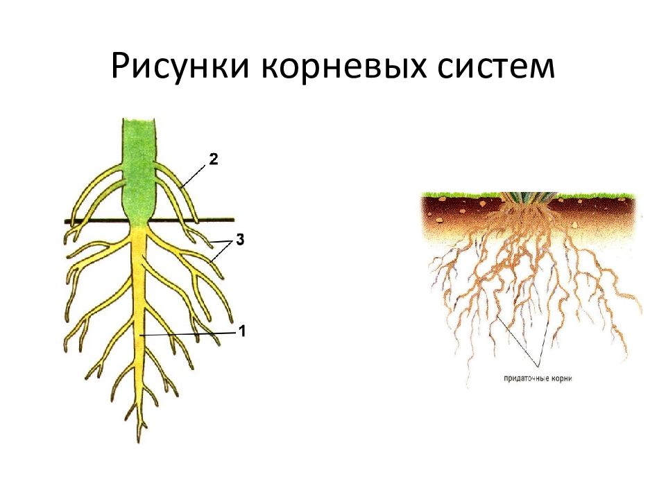 В корневой системе отсутствуют придаточные корни. Корневая система растений 6 класс биология. Корень и корневая система 6 класс биология. Типы корневых систем у растений. Типы корневых систем у растений рисунок.