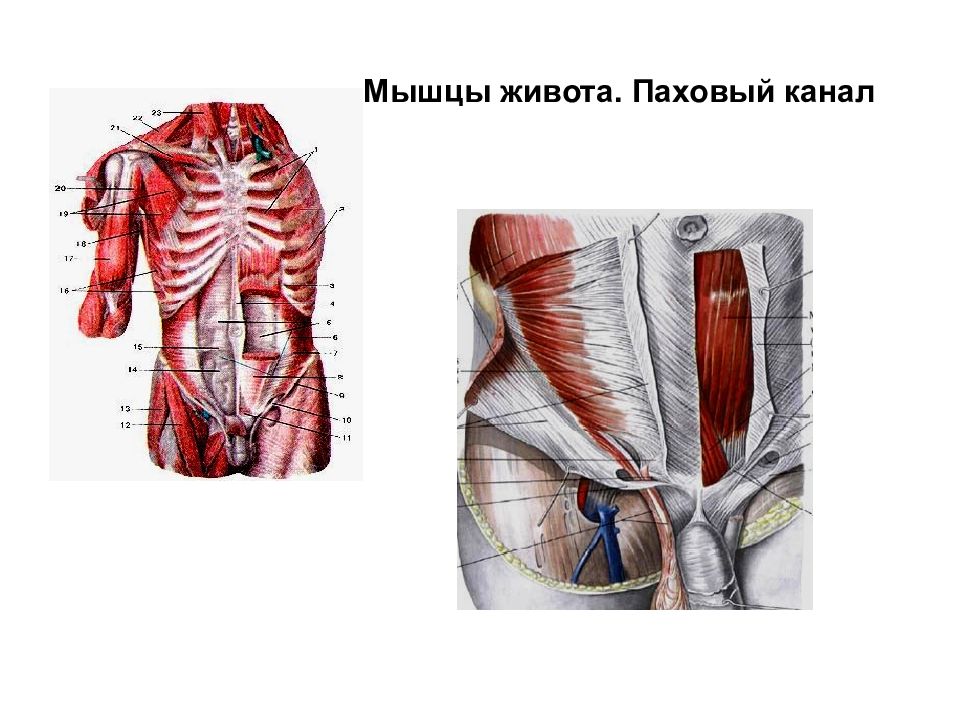 Мышцы брюшного пресса. Мышцы живота паховый канал. Мышцы живота и таза. Глубокие мышцы живота анатомия. Поверхностные мышцы живота.