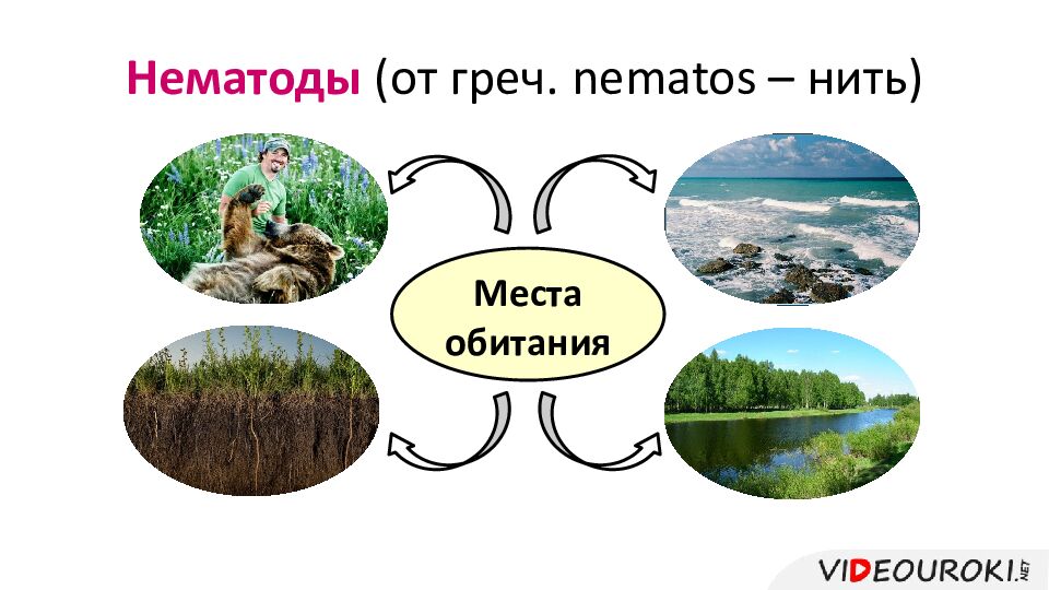 Нематоды (от греч. nematos – нить)