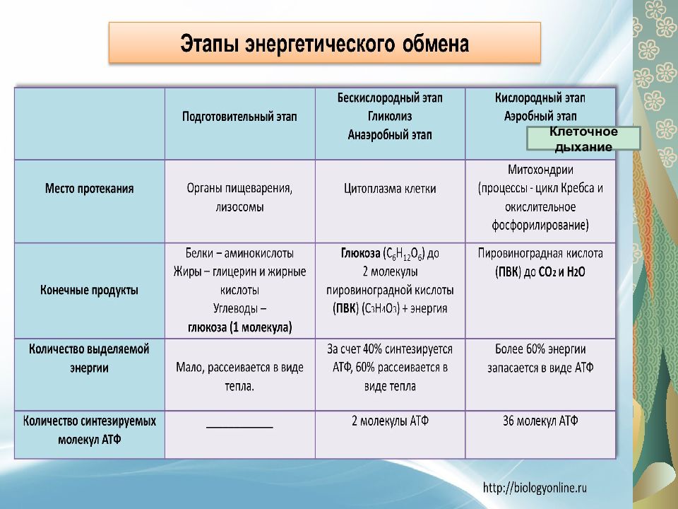 Презентация по теме энергетический обмен