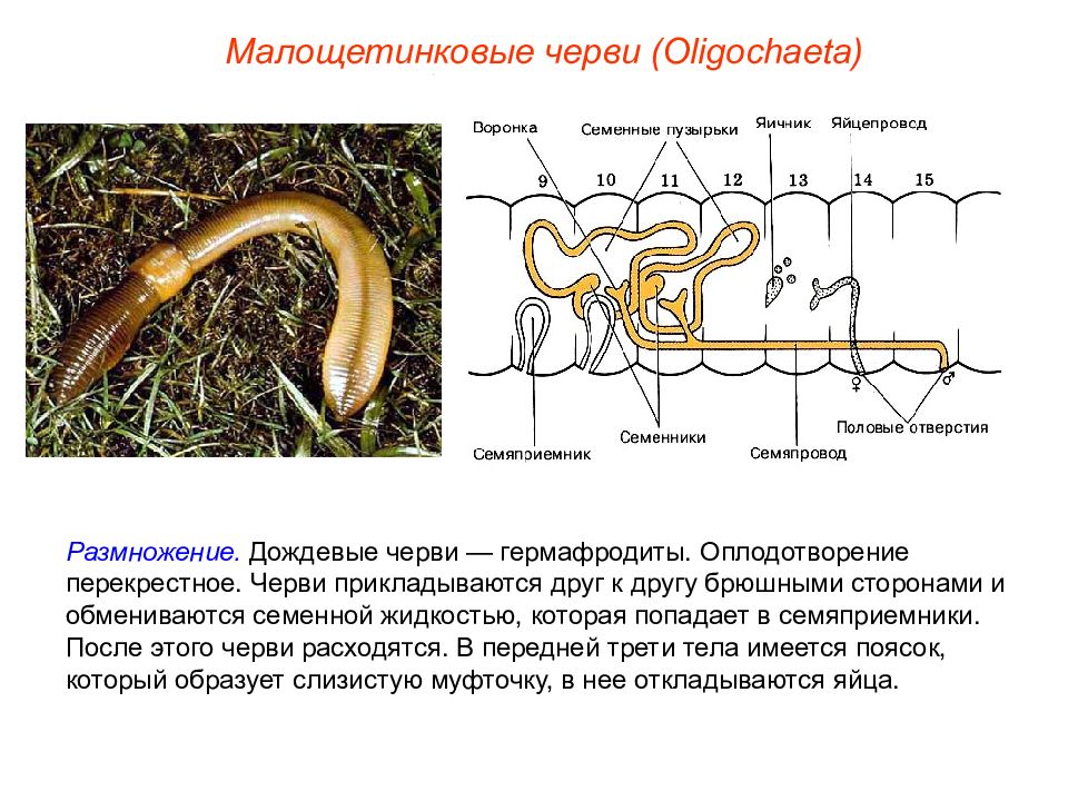 Размножение дождевого червя схема