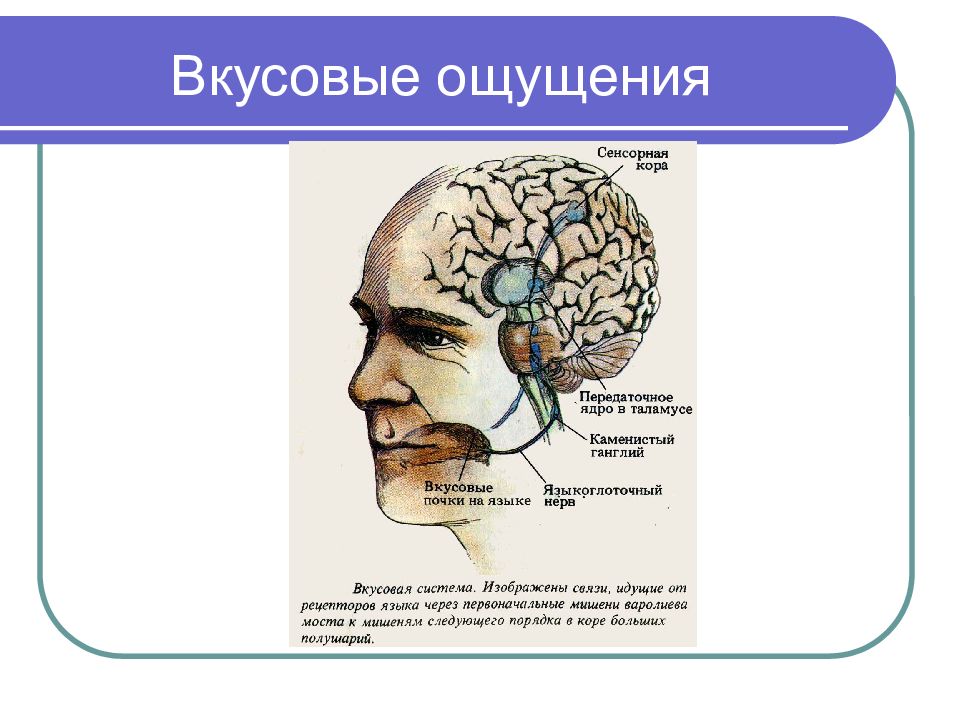 Изучение ощущений в психологии. Восприятие вкуса в психологии. Слуховые ощущения в психологии. Вкусовые ощущения в психологии. Классификация вкусовых ощущений.