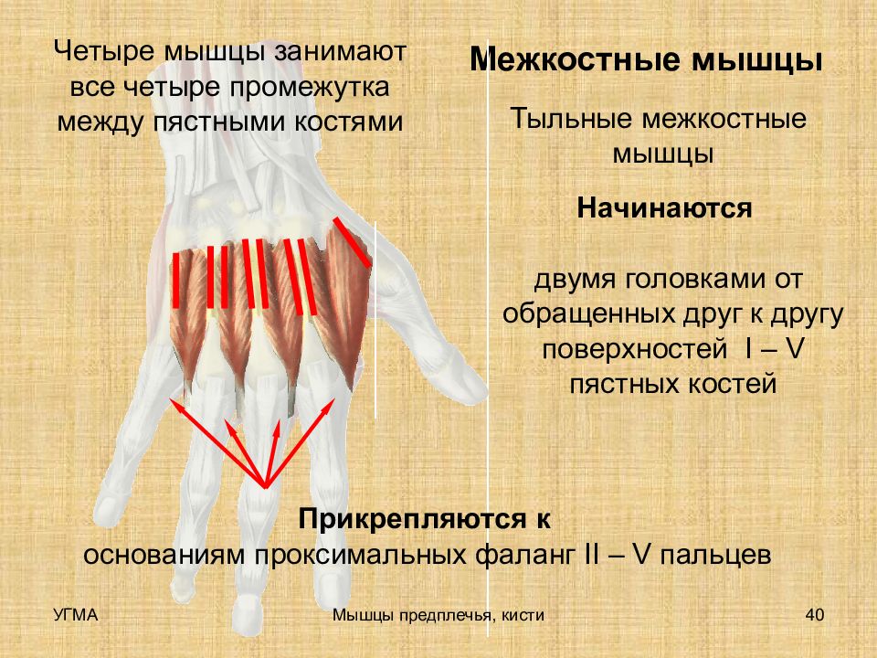 Межкостные мышцы. Ладонные межкостные мышцы кисти. Тыльные межкостные мышцы кисти. Межкостные промежутки кисти. Ладонные межкостные мышцы кости.