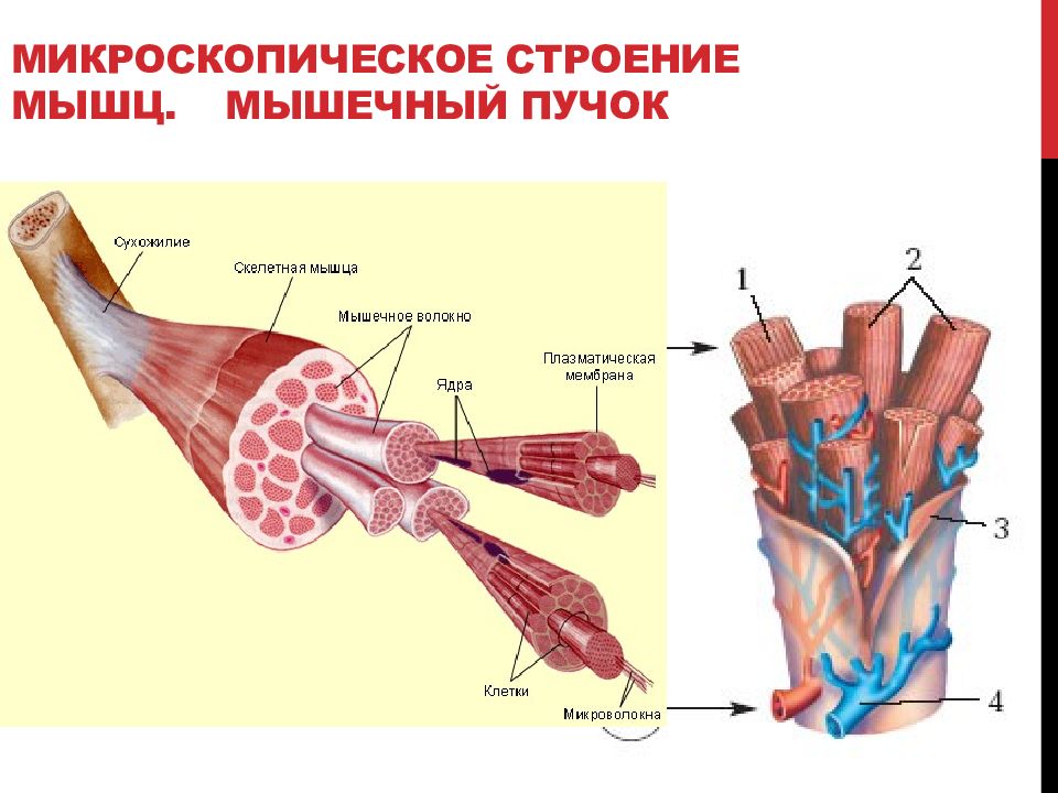 Картинка строение мышцы человека