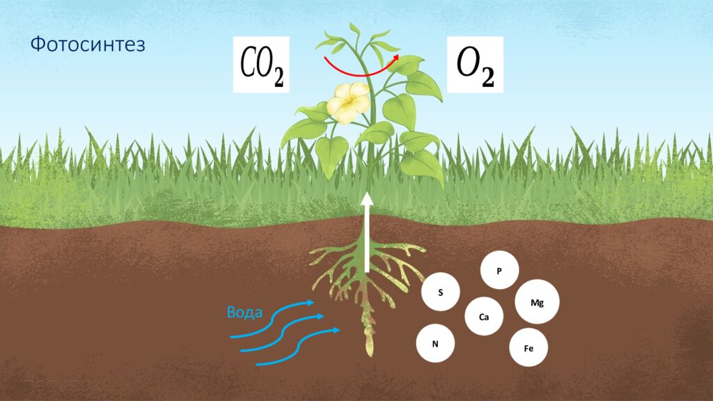 Особенности внешнего и внутреннего строения листа
