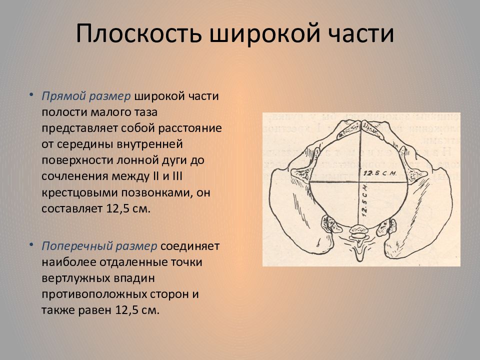 Размеры таза