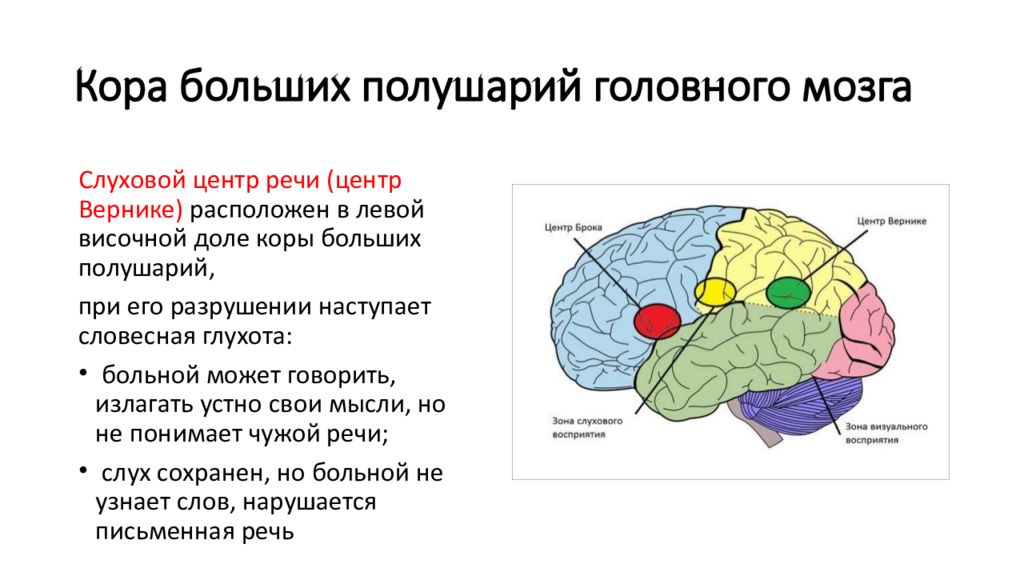 Доли переднего мозга функции. .Большие полушария мозга :строение, доли , функции. Передний мозг зоны коры больших полушарий. Функции слуховой зоны височной доли. Речевые зоны коры головного мозга Брока.