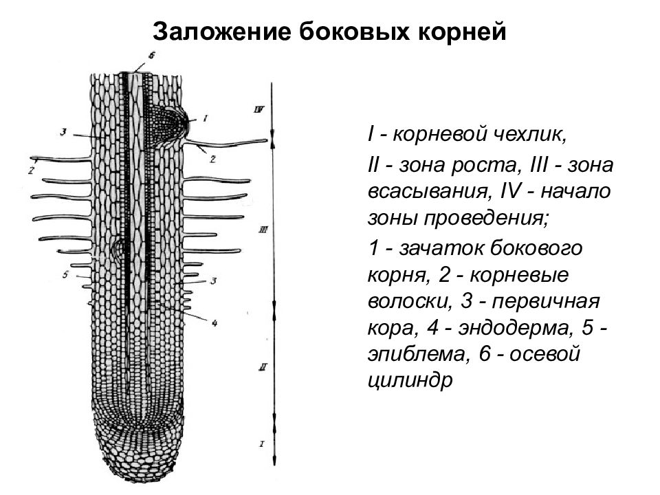 Какой цифрой на рисунке обозначена зона роста корня