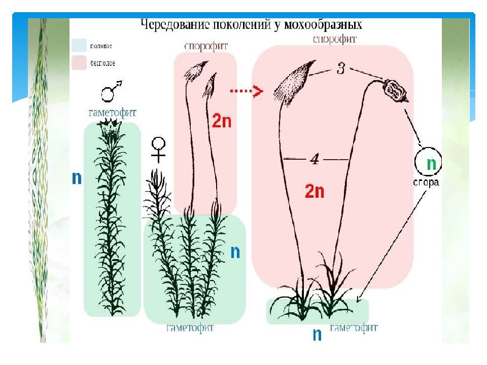 Циклы поколений. Чередование поколений у водорослей. Чередование поколений у червей. Жизненный цикл чередование поколений у водорослей. У водорослей есть чередование поколений.