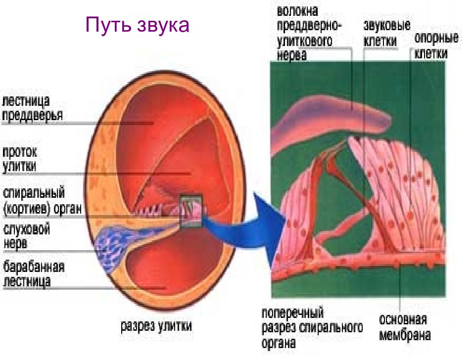 Звуковые пути. Путь звука в ухе. Путь звукового сигнала в ухе. Звуковой путь. Путь звука по уху.