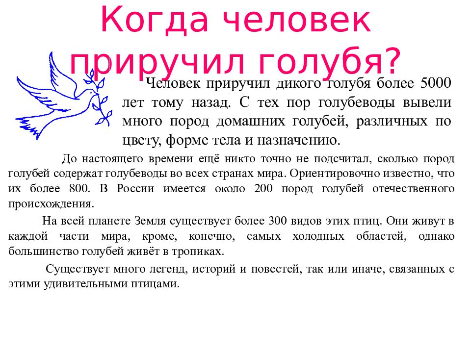 Что означает голубь. Как приручить голубя. Прирученный голубь. Как приручить голубя с улицы. Одомашненный голубь.