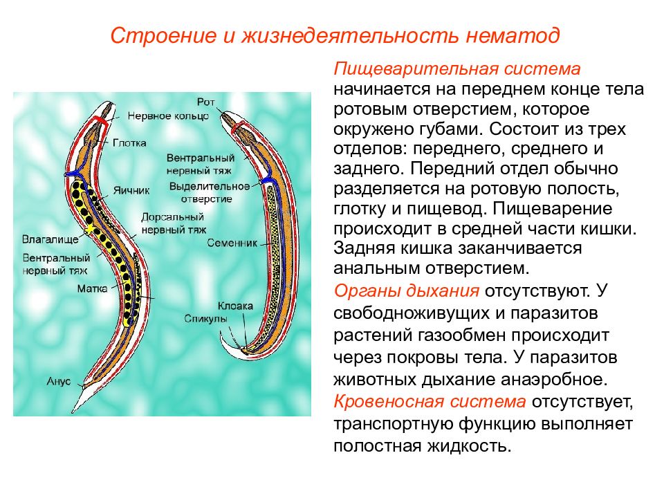 Круглые черви презентация медицина