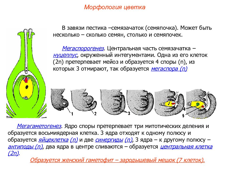 Женский гаметофит зародышевый мешок. Схема развития зародышевого мешка. Строение цветка зародышевый мешок. Завязь пестика зародышевый мешок. Интегумент семязачатка набор хромосом.