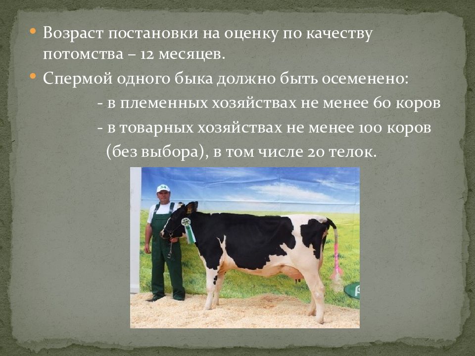 Оценка быков производителей