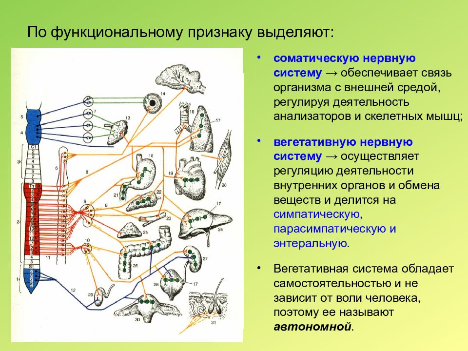 Какая система регулирует работу органов. Функциональные системы организма. Связь организма с внешней средой. Анатомо-функциональные системы. Обеспечивает связь организма с внешней средой система органов.