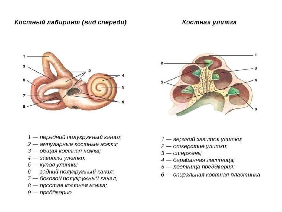 Орган слуха и равновесия общий план строения и функция