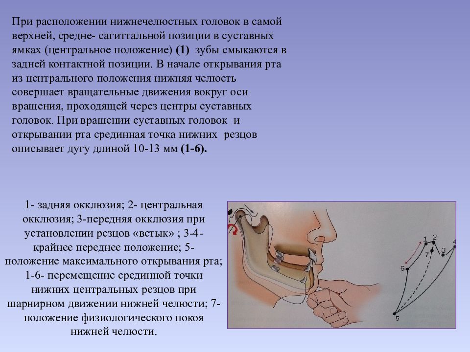 Биомеханика нижней челюсти. Вертикальные движения нижней челюсти. Вертикальныетдвижения нижней челюсти. Шарнирные движения нижней челюсти.