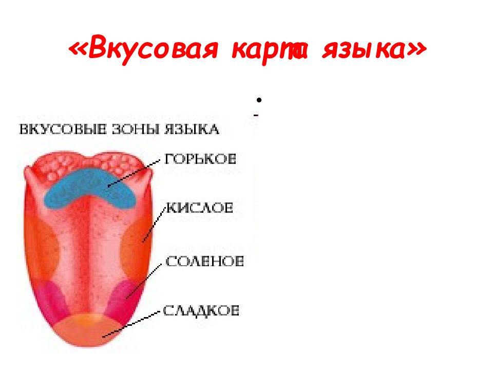 На рисунке показаны вкусовые зоны языка укажите красным карандашом