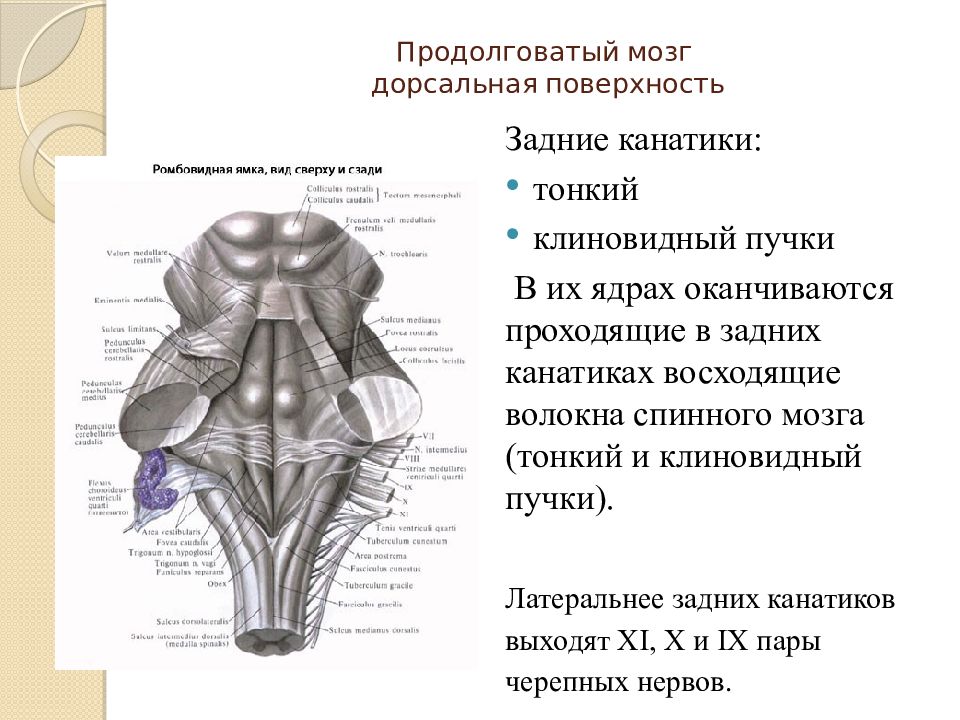 Картинки из дорсальной