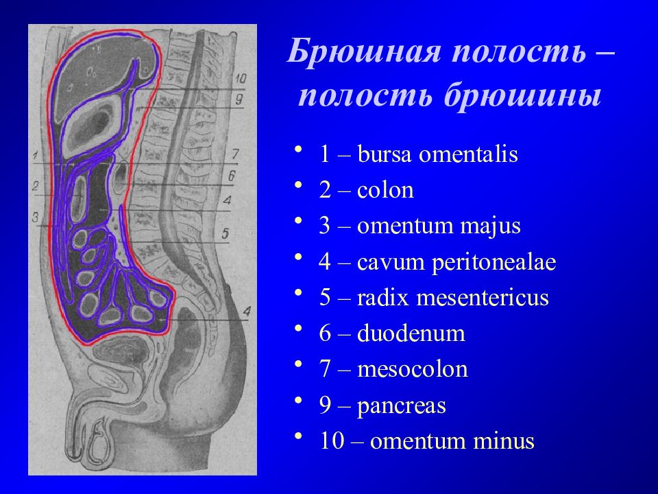 Брюшная полость это. Брюшина и брюшная полость. Брюшная полость и полость брюшины. Полость живота и брюшина.