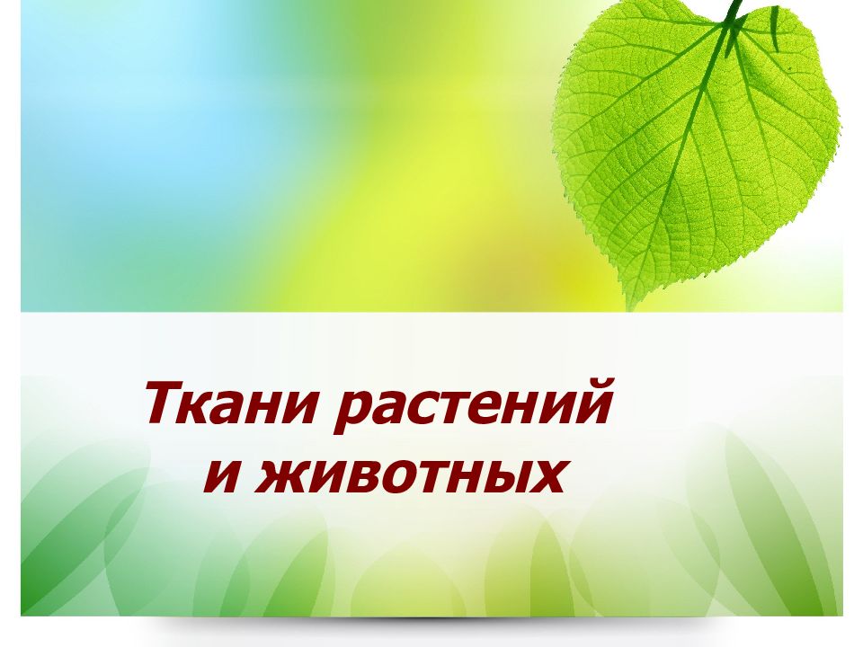 Ткани растений и животных