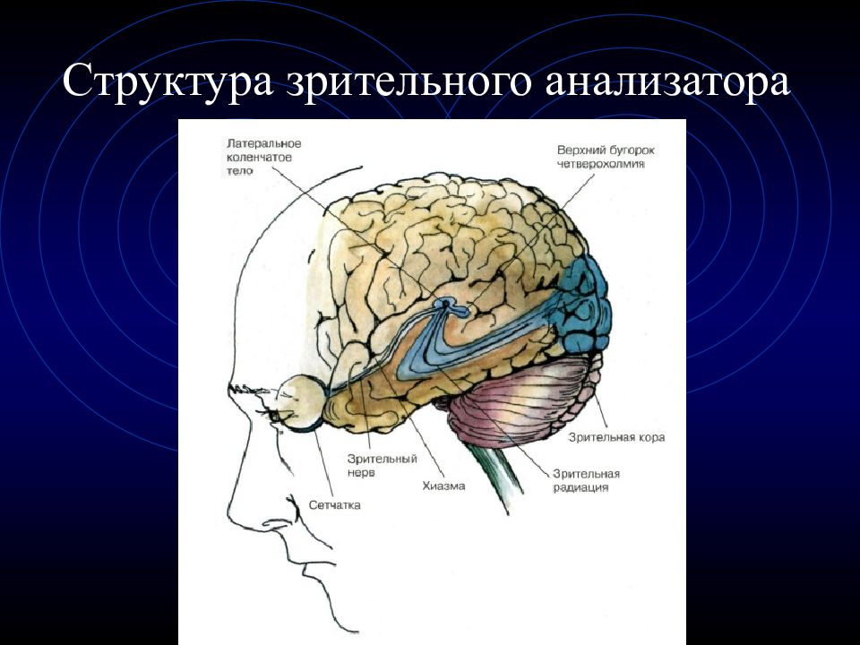 Центральный отдел анализатора. Строение зрительного и слухового анализатора. Схема зрительного и слухового анализаторов. Слуховой и зрительный анализатор отделы. Структура зрительного анализатора.