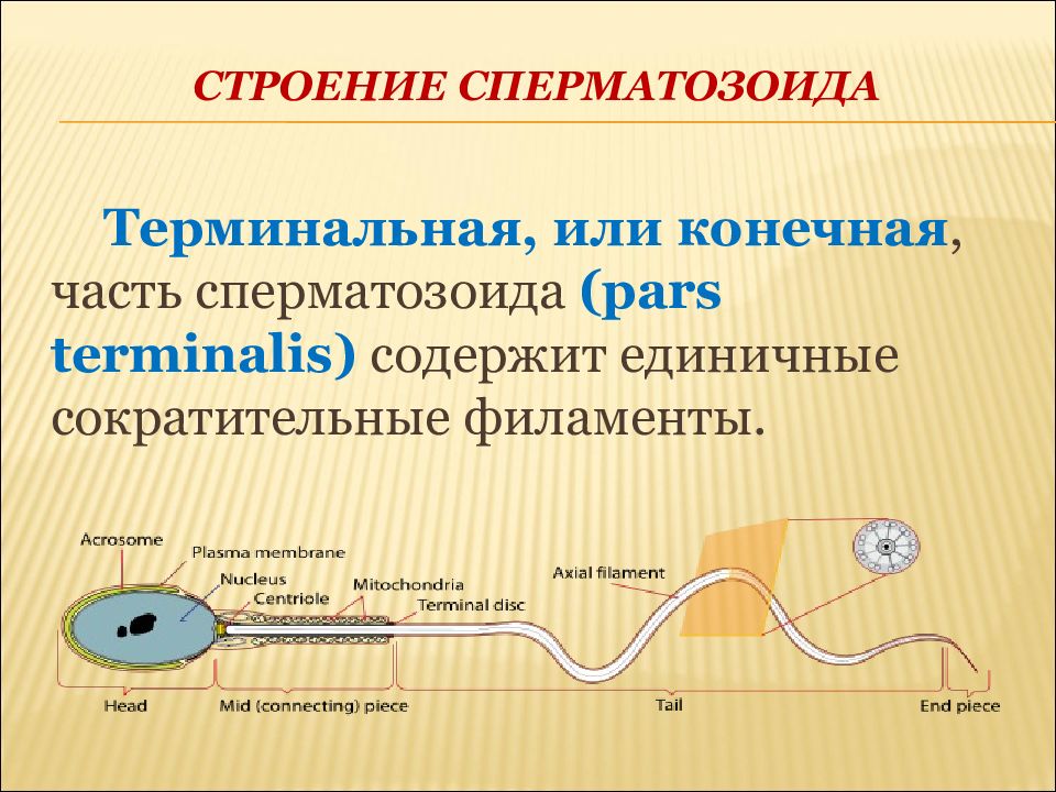 Строение сперматозоида. Основные части сперматозоида. Строение хвоста сперматозоида. Терминальная часть сперматозоида. Хвостовой отдел сперматозоида.