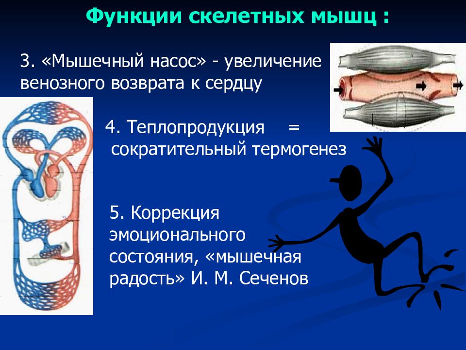 Функции скелетных мышц. Функции скелетных и гладких мышц. Функции скелетных мышц физиология. Этапы функционирования скелетной мышцы.