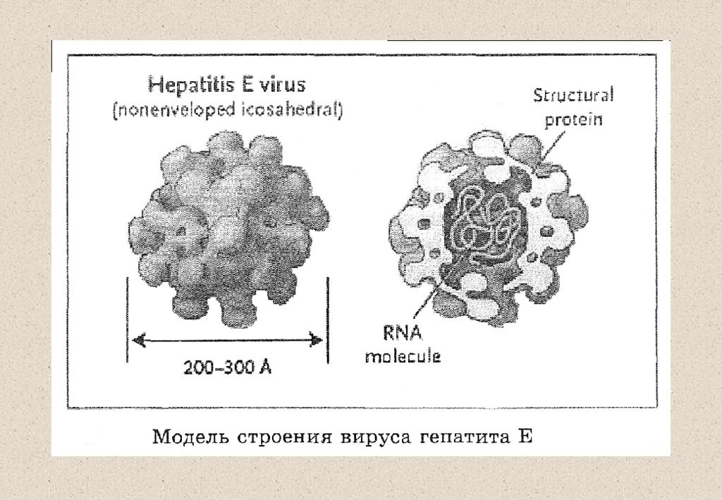 Вирусные гепатиты e. Схема строения вируса гепатита е. Вирус гепатита е строение. Схема строения гепатита а. Структура вируса гепатита е схема.