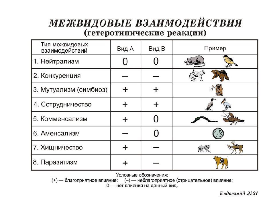 Презентация по биологии 9 класс межвидовые отношения организмов в экосистеме