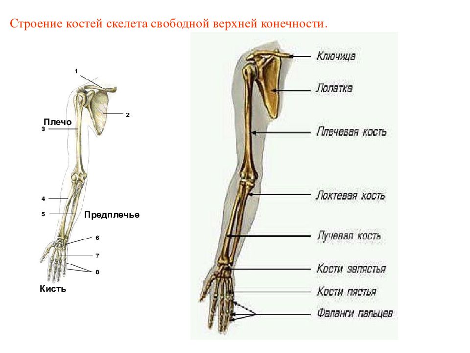 Строение человека плечо и предплечье рисунок с подписями