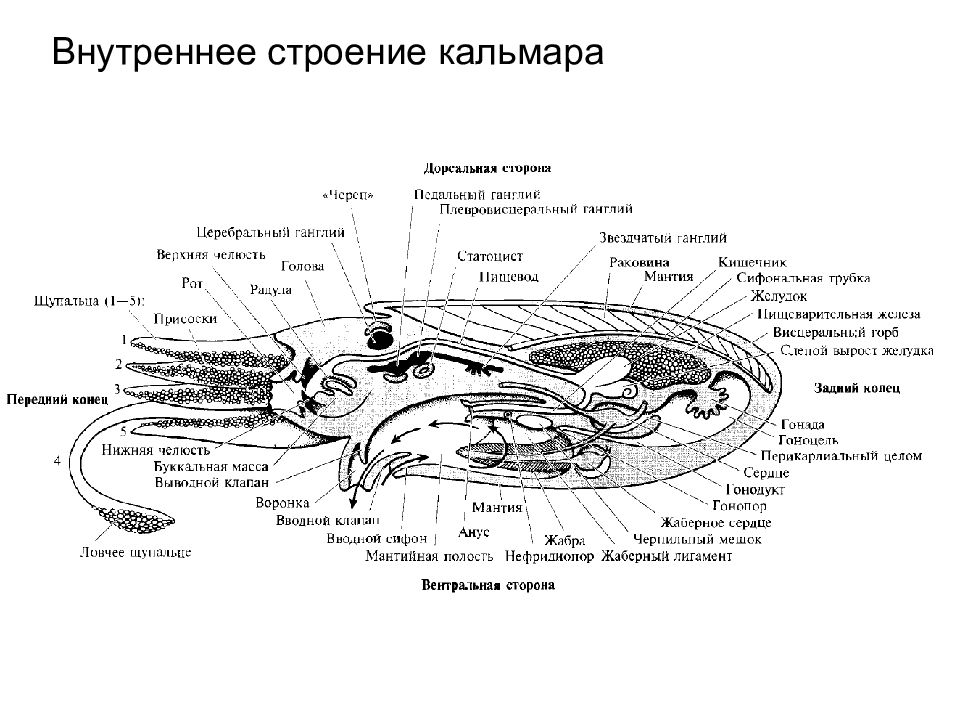 Внешнее строение каракатицы рисунок с подписями