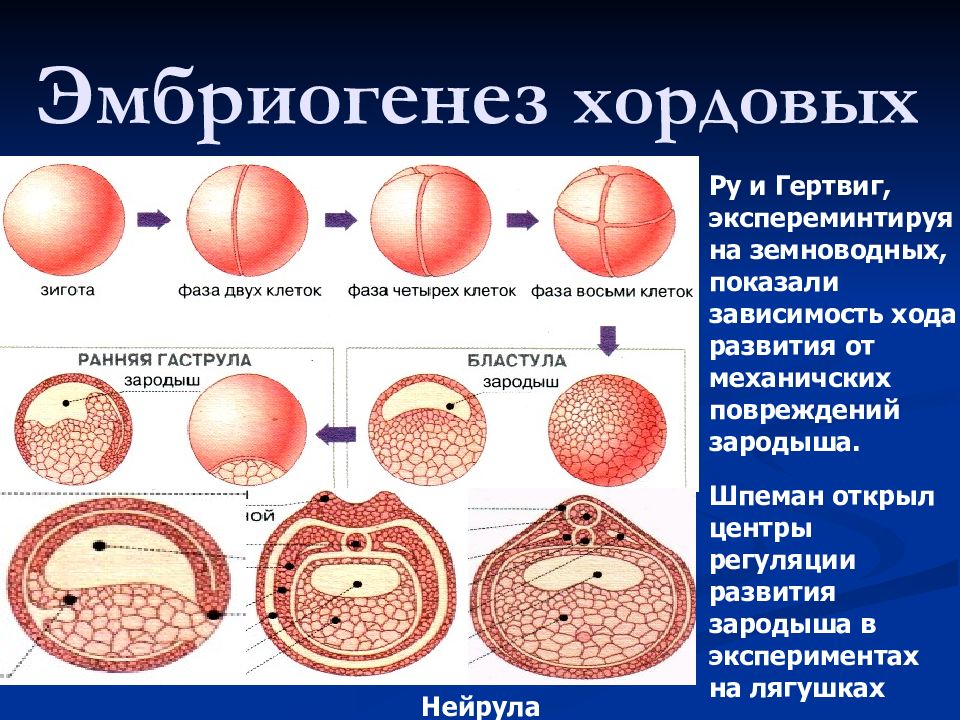 Этапы эмбриогенеза. Этапы эмбриогенеза хордовых животных. Стадии эмбрионального развития хордовых. Зигота морула бластула гаструла нейрула. Эмбриогенез животных этапы.