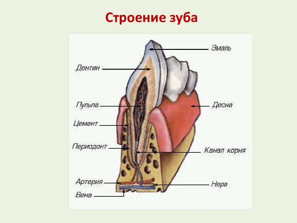 Выберите три верно обозначенные подписи к рисунку на котором изображено строение зуба