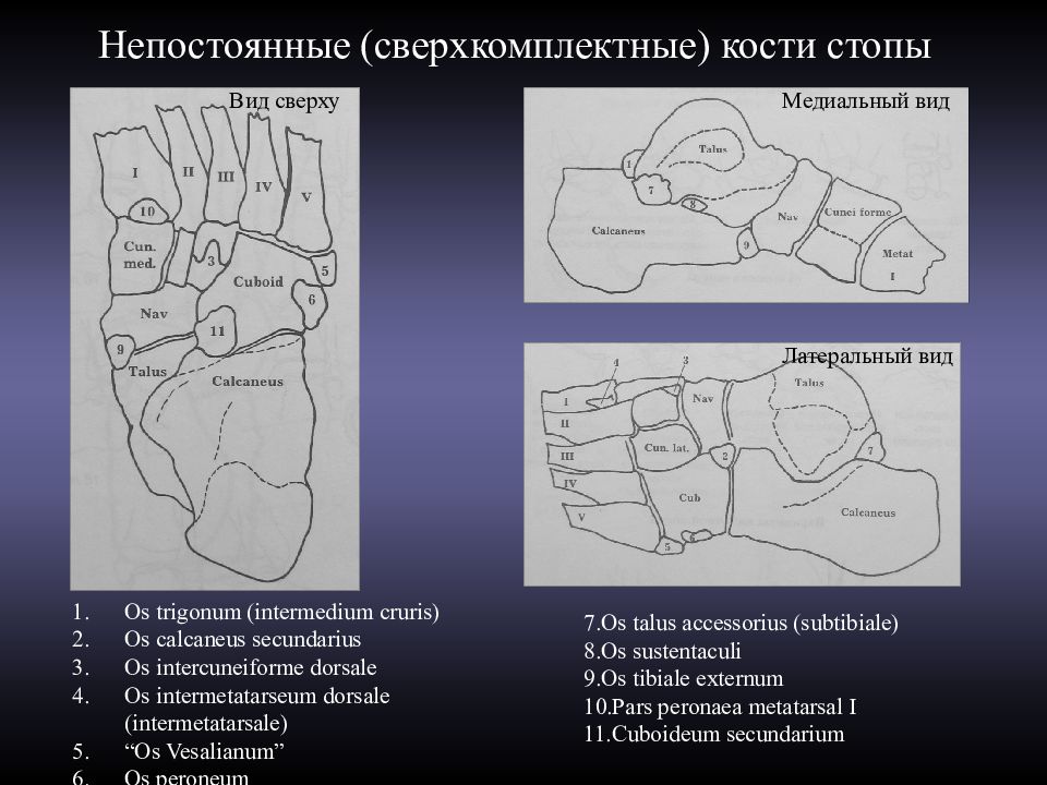 Сесамовидные кости стопы схема