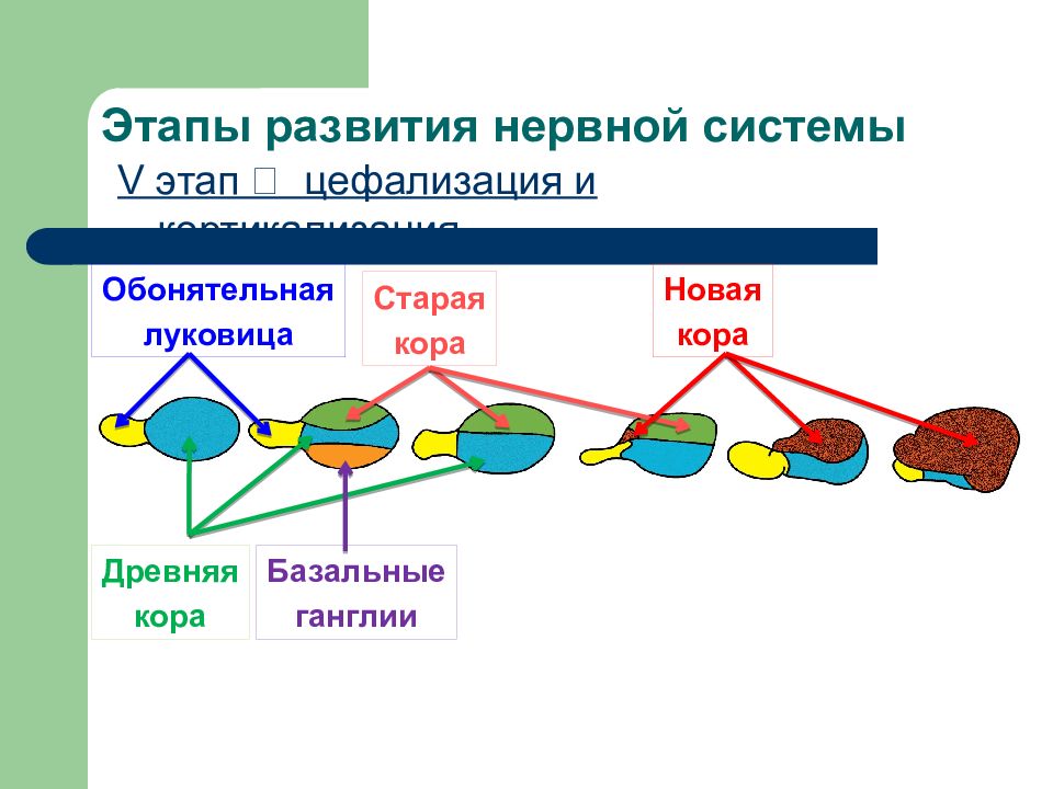 Онтогенез цнс презентация