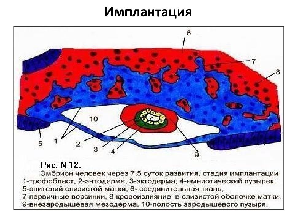 Имплантация эмбриона презентация