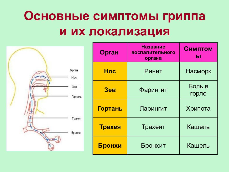 Симптомы гриппа а у взрослых 2023. Ведущие симптомы гриппа.