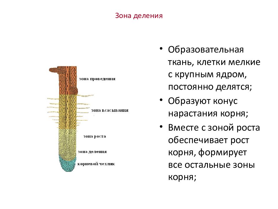 Ткани образующие корень. Образовательная ткань растений зона роста корня. Клетки зоны корня строение. Зону деления, зону проведения, зону всасывания корня.. Корень строение зоны корня функции.