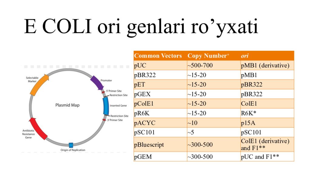 DNK ning tuzilishi va DNK replikatsiyasi E COLI ori genlari ro’yxati