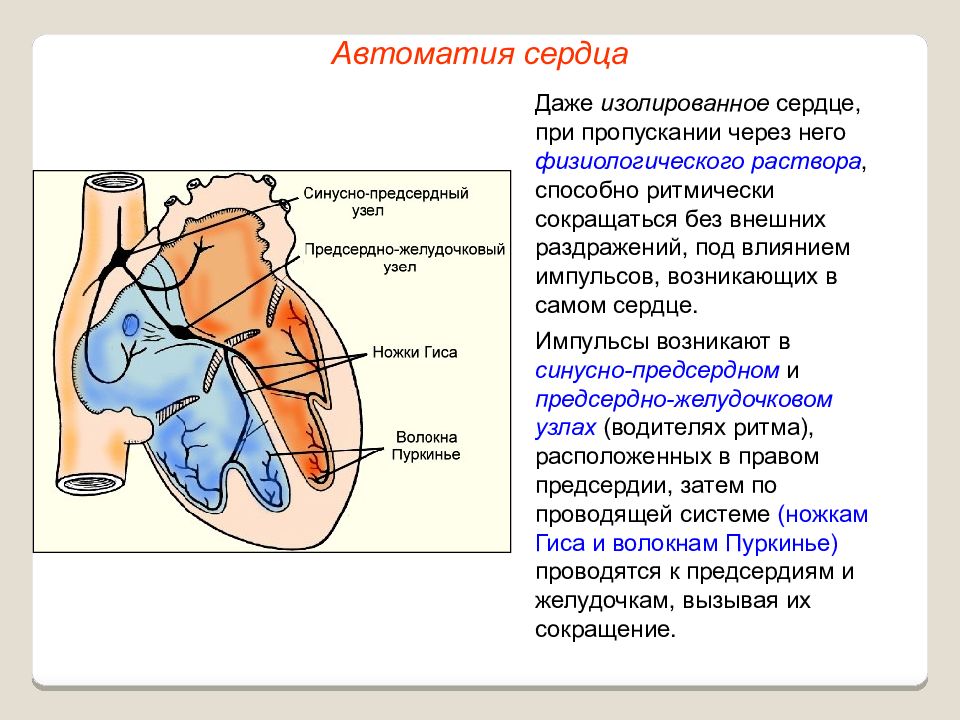 Сердце образовано клетками. Проводящая система сердца. Автоматия сердца.. Узлы автоматии и Проводящая система сердца.. Автоматия Проводящая система сердца физиология. Функции проводящей системы сердца. Автоматизм.