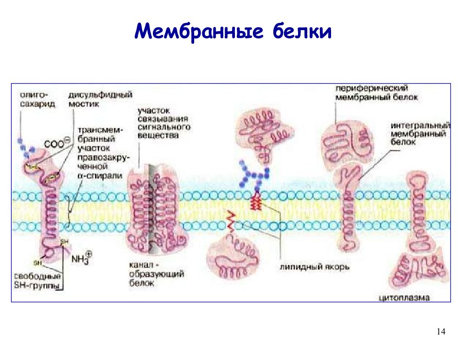Биохимия мембран. Структура мембранных белков. Мембранные белки строение и функции. Мембранные белки Интегральные и периферические. Периферические мембранные белки строение.