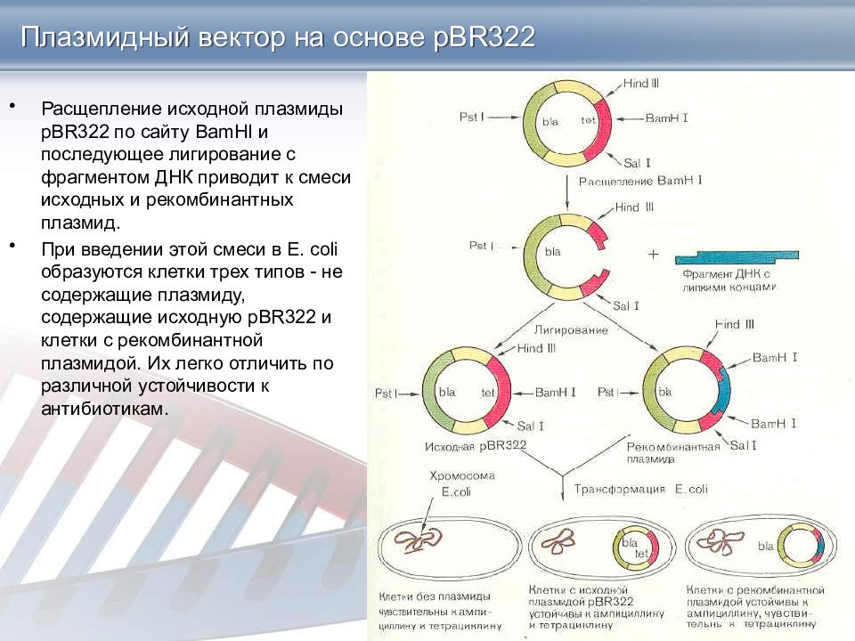 Гибридная плазмида. Плазмидный вектор pbr322. Плазмида pbr322 схема. Вектор на плазмида pbr322. Векторы на основе ti-плазмид.