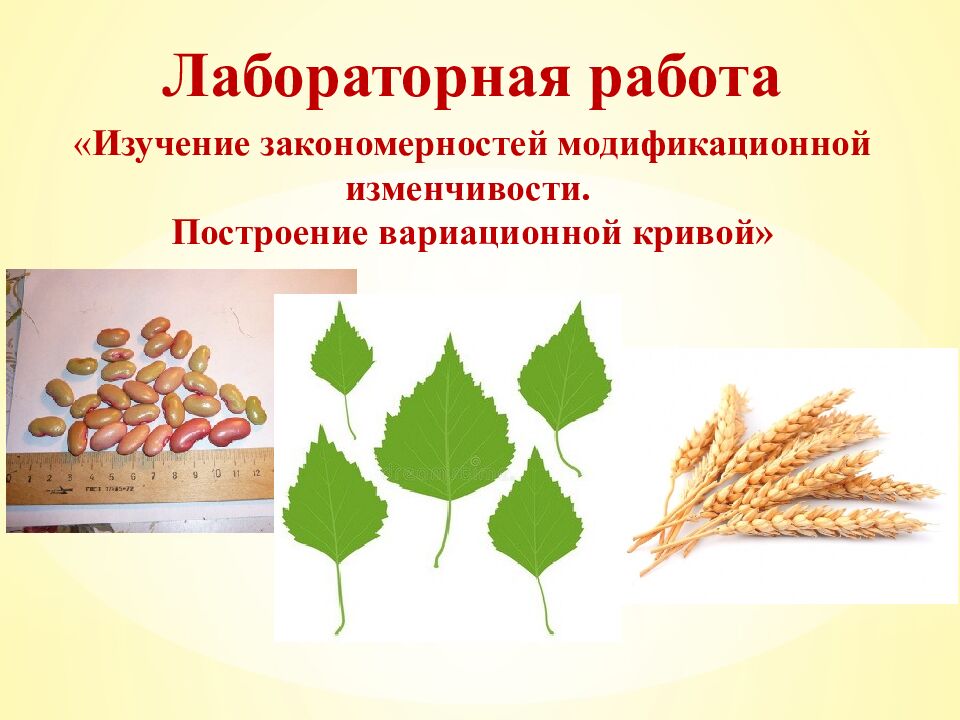 Экспресс-тест 1-й вариант 1. Случайное расхождение гомологичных хромосом при