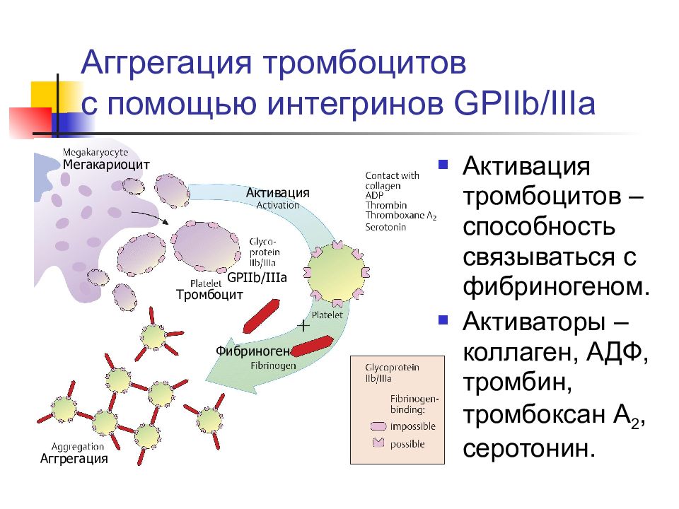 Механизм адгезии тромбоцитов. Основные физиологические активаторы тромбоцитов. Активация тромбоцитов биохимия. Активация и агрегация тромбоцитов это.