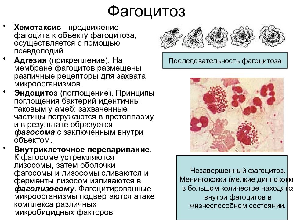 Фагоцитоз микробиология презентация