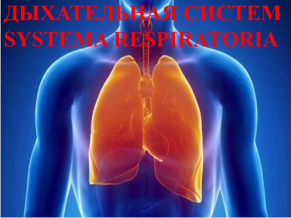 ДЫХАТЕЛЬНАЯ СИСТЕМ SYSTEMA RESPIRATORIA