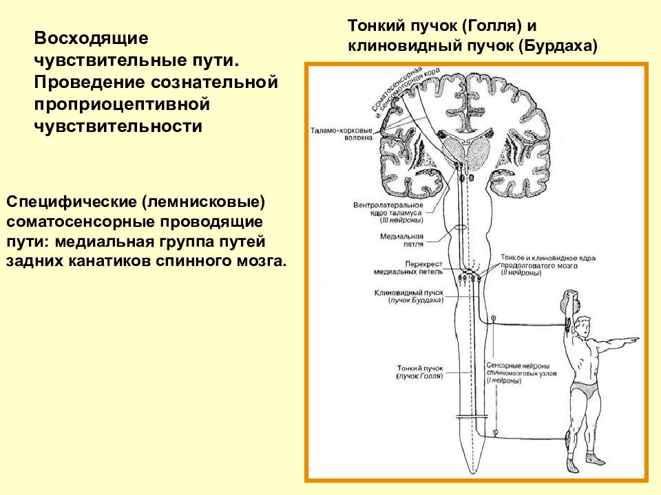 Проводящие пути головного и спинного мозга анатомия презентация